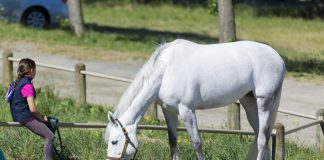 Innovations in American Show Jumping: How Our Sport Can Change for the Better