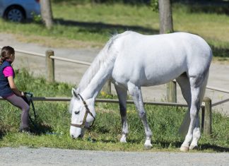 Innovations in American Show Jumping: How Our Sport Can Change for the Better