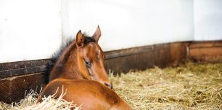 Advancing Equine Reproduction: How ICSI Is Transforming Sport Horse Breeding