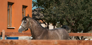 Horse Trails on the Isle of Wight: A Guide for Riders