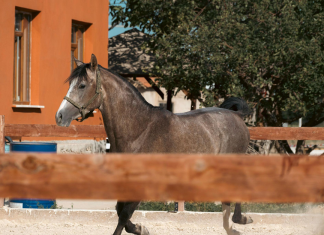Digestive Supplement for Horse Weight Gain: Start With the Gut, Not the Scoop