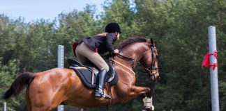 Equestrian sports: Tradition, skill, and a growing opportunity in sports betting