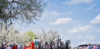 Budweiser Clydesdales Make a Special Appearance, and Results for the Driving Marathon and CSI1* & CSI4* Show Jumping at Live Oak International 2025