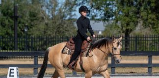 False Horsetails: To What Lengths?