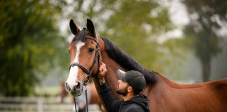 We Deep Dive Into Equine Industry Standards and How To Improve Upon Them