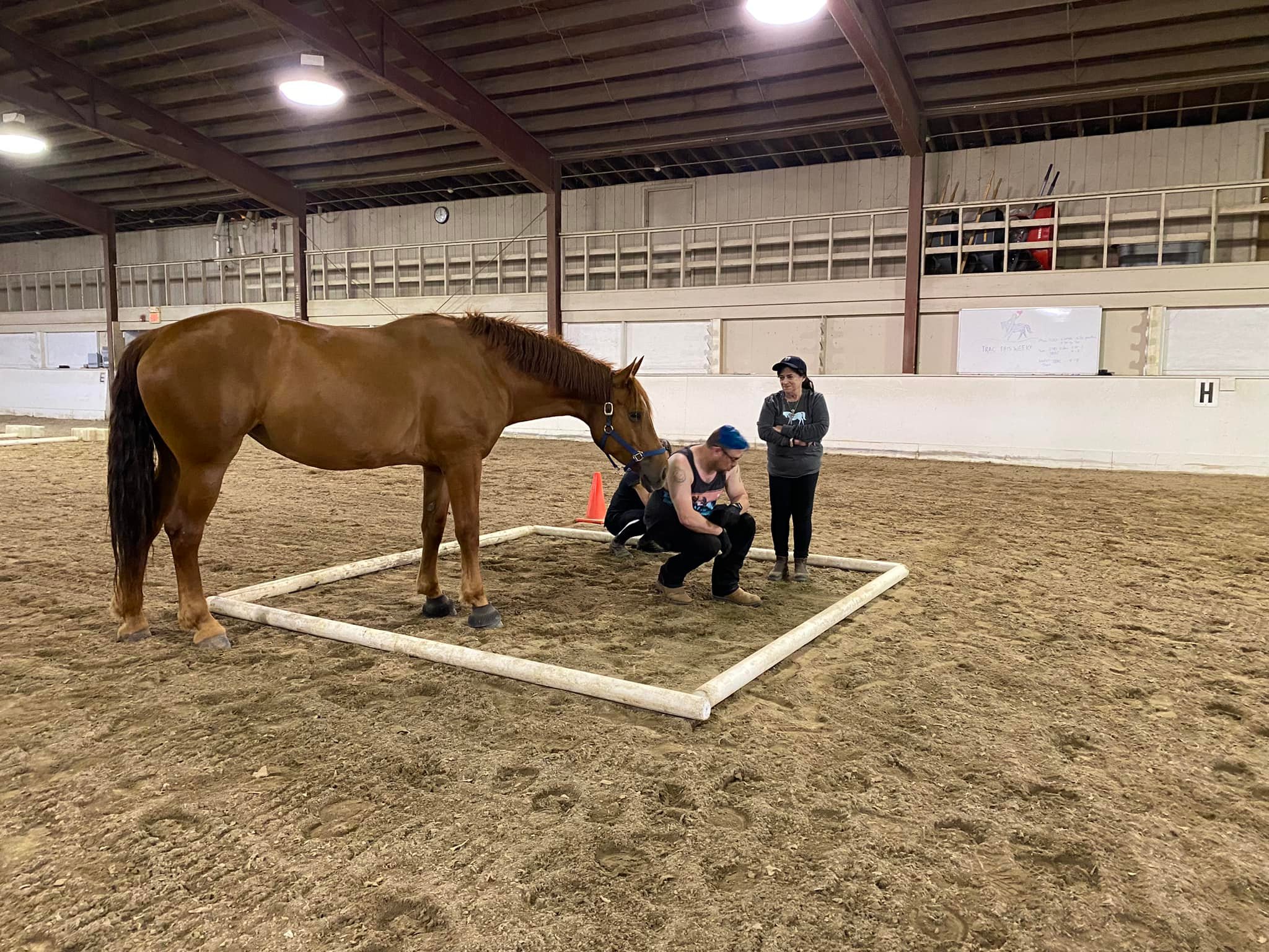 Centenary University’s TRAC Program Offers Equine-Assisted Learning ...