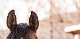 Why Alaska Structures is a game-changer for horse owners who need barns – in a hurry