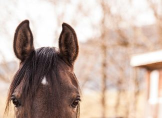 The Importance of Equine Dentistry for Your Horse’s Health