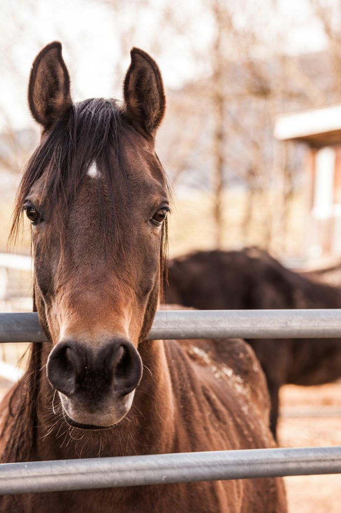 horse_spons_post