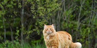Choosing Between Male and Female Maine Coon Kittens