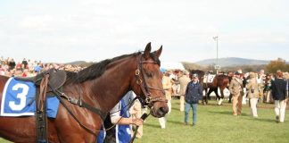 How Proper Student Storage Enhances Organization Efficiency in Horse Health Environments