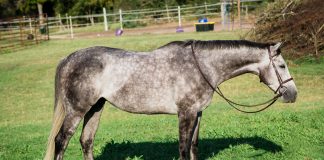 The Five Stages of Owning a Gray