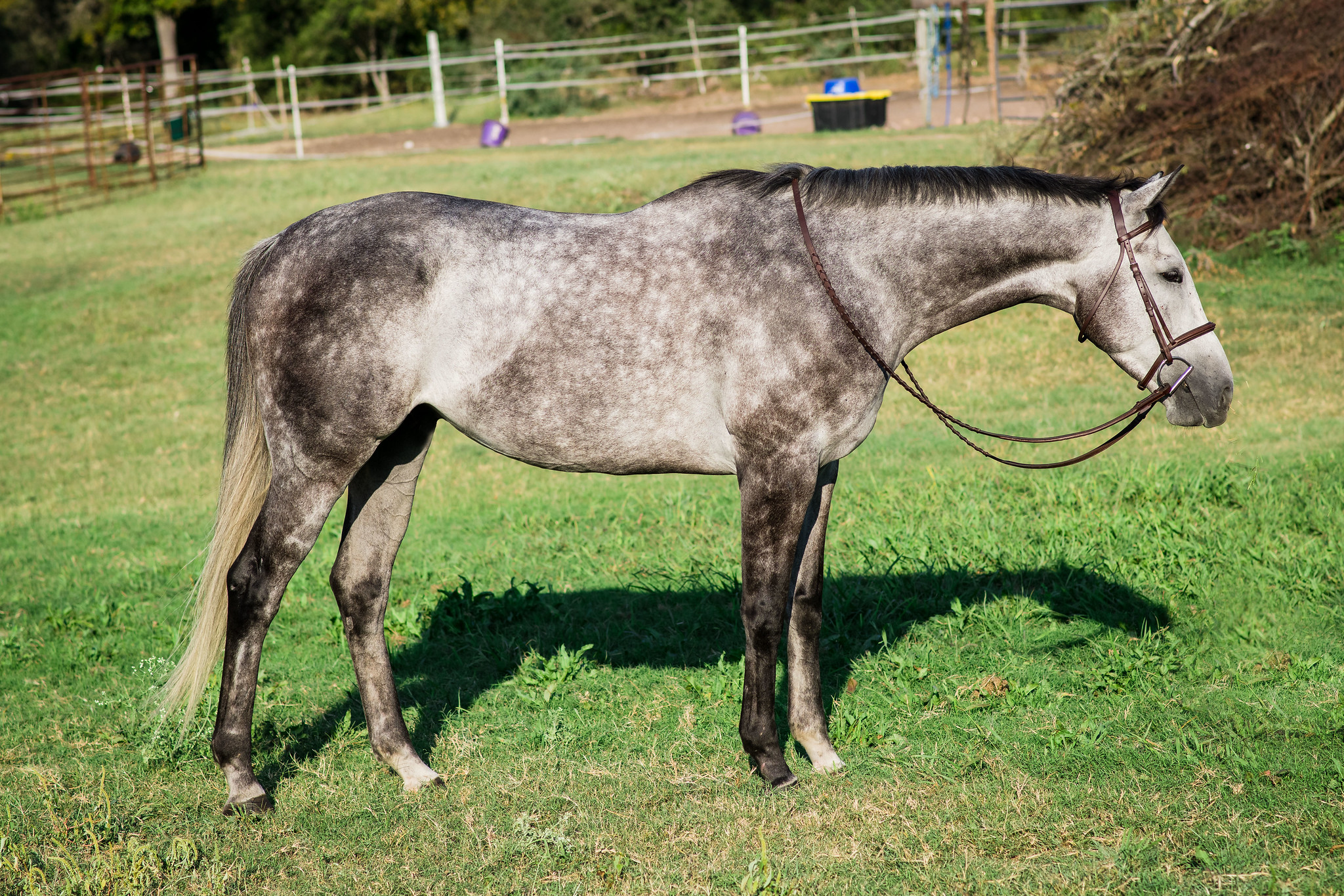 The Five Stages of Owning a Gray - The Plaid Horse Magazine, image size:2048x1365