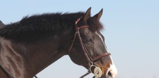 Good Boy! Recognizing horses as emotional and aware