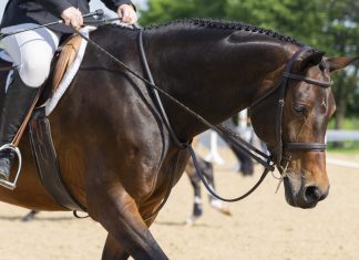 Trainer Tuesday: In your program, do horses show in the same bit that they school in? Do you use different bits for jumping than for flatting?