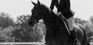 Seen Through Horses: How Horses Are Changing the Mental Health Conversation