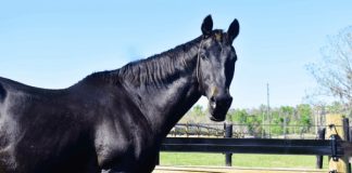 TRF Honors the Life of Forbidden Apple at Age 29
