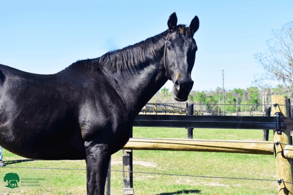 TRF Honors the Life of Forbidden Apple at Age 29 - The Plaid Horse