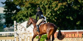Awkward Conversations With Non-Horse People: How Much Do Horses Cost?