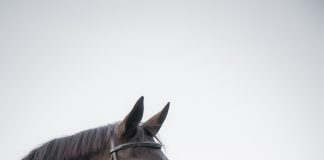 The Plaidchat: Rebecca Walton of Cavaletti Consulting Plaidchat Rebecca Walton Cavaletti Consulting