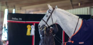 From Barn to Courtroom: The Overlooked Link Between Barn Safety, Horse Behavior, and Lawsuits