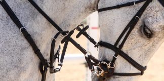 New Research Shows Cranking Your Noseband Hurts Your Horse’s Gait