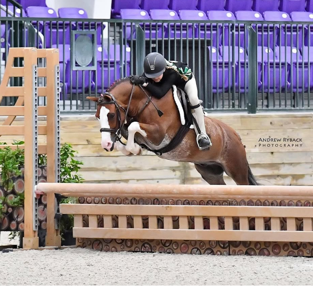 Briglia Libby's Endurance – Piccolo Pony, Pony, Cob, Full, Extra Full – Equitazione Endurance