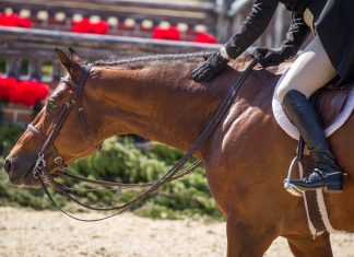 10 Ways USEF Can Prove They’re Serious About Change