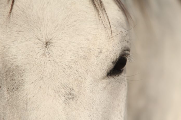 face-closeup