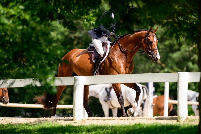 hunter-cantering