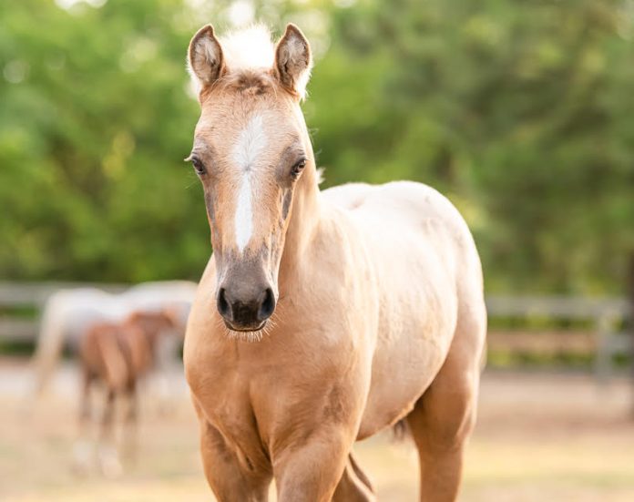 pony-foal