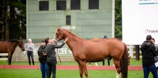 Speak, Lead, Thrive: Why Communication and Leadership Matter in the Barn