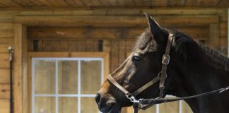 Why Proper Rest and Muscle Recovery Are Crucial for Performance Show Horses