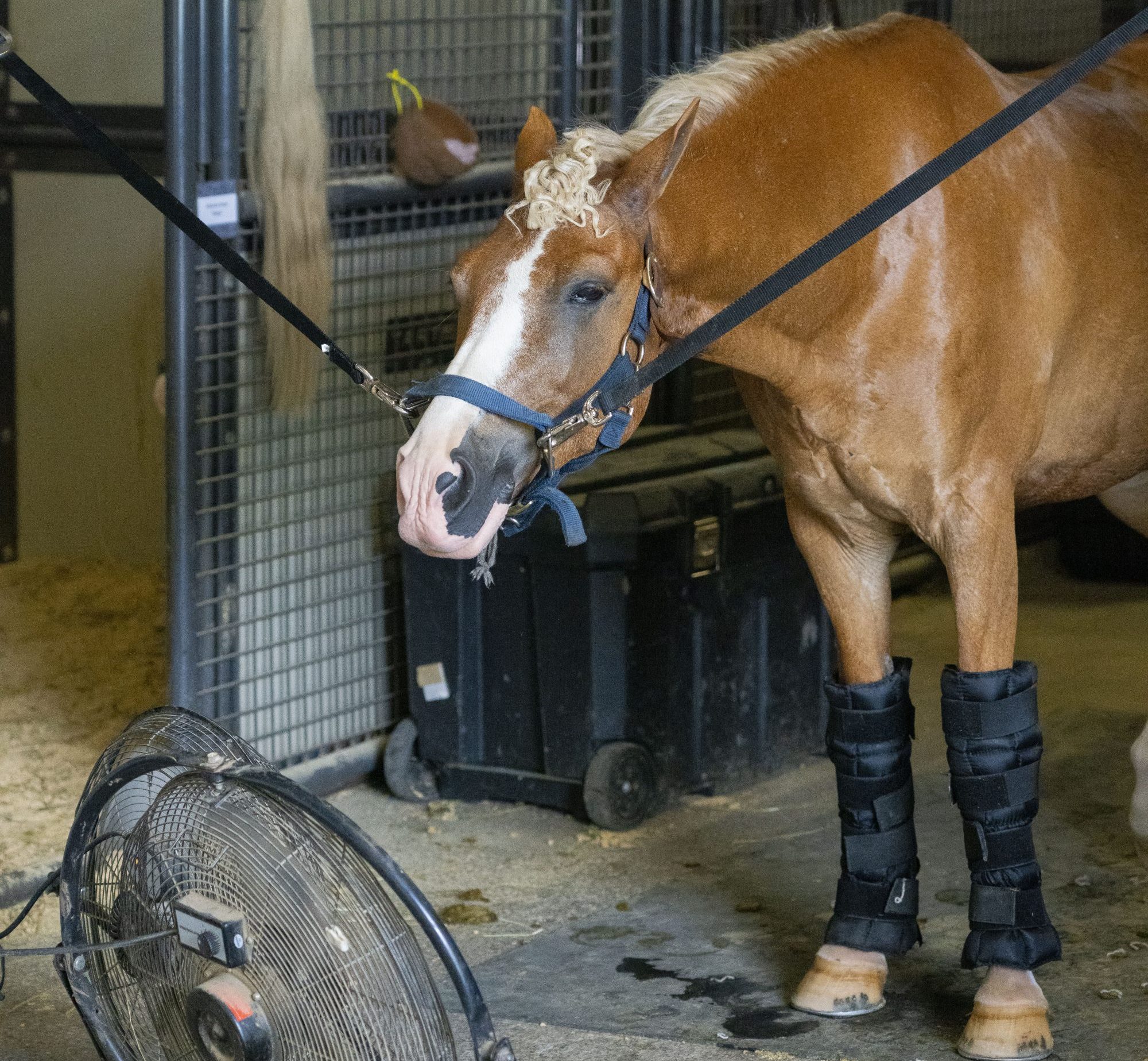 Post Riser Equine Trainer Tuesday: What does a post-jumping horse care routine look like ...