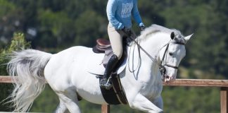 Trainer Tuesday: How can you help a rider who equates speed with stride length learn to differentiate between them and control both?
