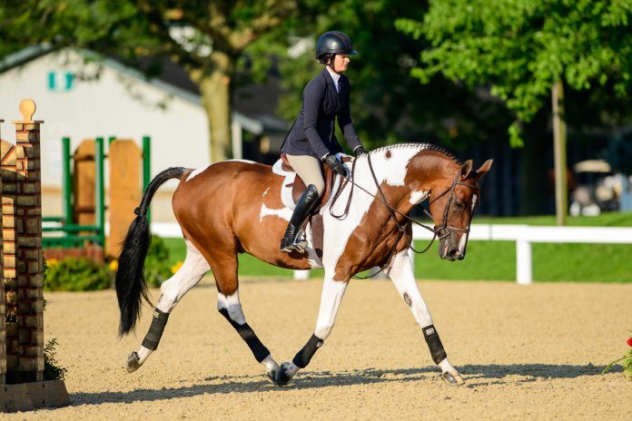 eq-horse-pinto