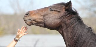 The Hard Truth About Neurologic Horses: Safety, Retirement, and When to Say Goodbye