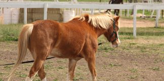 Untangling Neurologic Mysteries: Dr. Reed on EDM, ECVM, and EPM in Horses