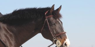 Horses Are Not Mirrors