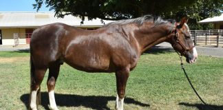 Routine Training at UC Davis’ New Imaging Center Diagnoses Sialolith in Horse’s Cheek