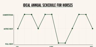 From Burnout to Balance: Protecting Horse and Human through Structured Rest