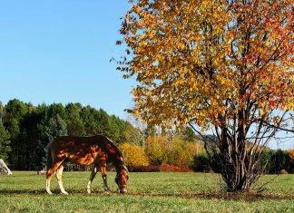 Fall Prep for the Equestrian Property: Essential Tree Maintenance to Protect Your Barn and Pastures