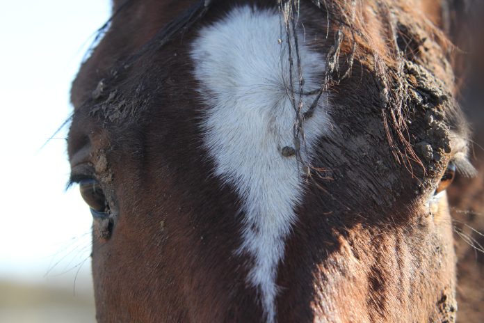 unwanted-horses