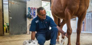 New RVC Research Links Reduced Blood Supply in Ageing Horses to Increased Tendon Injury Risk