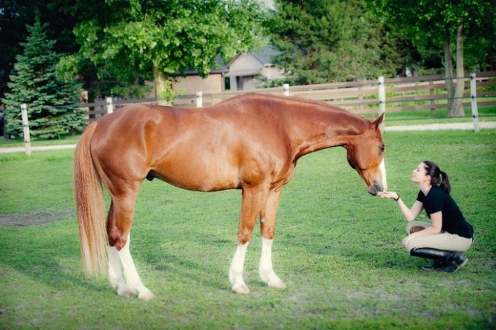 Barn Time - The Plaid Horse Magazine