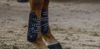 Stopping the Spread of Equine Herpesvirus: 5 Things To Know