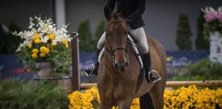 Good Horses Make Good Riders: Why Your Partner Is Your Greatest Teacher