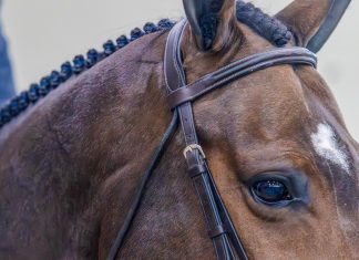 Doing Right by the Horse: The Case for Fewer Classes and More Thoughtful Riding
