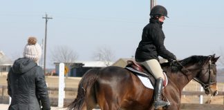 Private or Group Lessons? How to Know Which Works Best for You and Your Horse