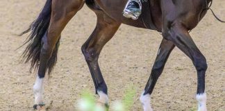 Get Off the Rail: Creativity and Focus in Flatwork
